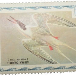 Postage Stamp of D'Haiti with Bird 'Sterna Dougalli' 75 Centimes - Mint Un-Used Condition as per Image.