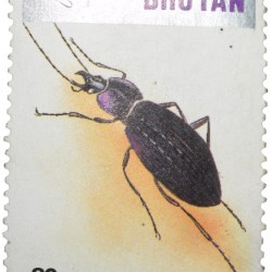 Postal Stamp of Bhutan Country - 80 Chhertums with Insect - Tachyia nana - Mint Un-Used Condition as per Image