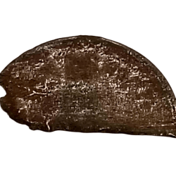 Alternative view of One Naya Paisa Copper SPLIT PLANCHET Miscut UNIFACE Error **V. RARE** Collectable Grade.