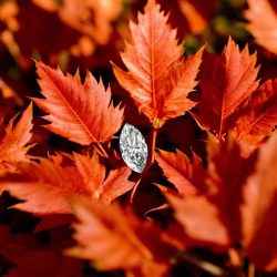 Marquise Shape Lab Grown Diamond 40 Cent Top Color Top Quality Very Unique and Rare Top Collectible Piece