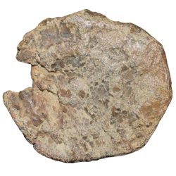 Lead coin of Satavahan Dynasty (1st Cen. BC) from Vidarbha with 8-Spoked Wheel/Ujjaini Symbol