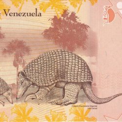5 Bolívares of Venezuela Country (AD 2007-2014) with Two Giant Armadillos