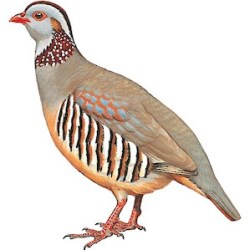 Alternative view of Bronze 1 Penny of Elizabeth II (AD2000) from Gibraltar Country with Barbary partridge Bird Rare