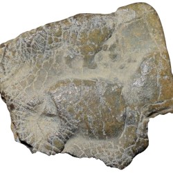 Lead Coin of Satavahan Dynasty (1st Cen. BC) from Vidarbha Region with Elephant Facing Right/Ujjaini Symbol