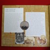 Rare Queen Elizabeth 150 Th Anniversary of Beatrix Potter Squirrel Nutkin 50 Pence Proof Set Coin 2016 Year UK Issue By The Royal Mint - Image 3