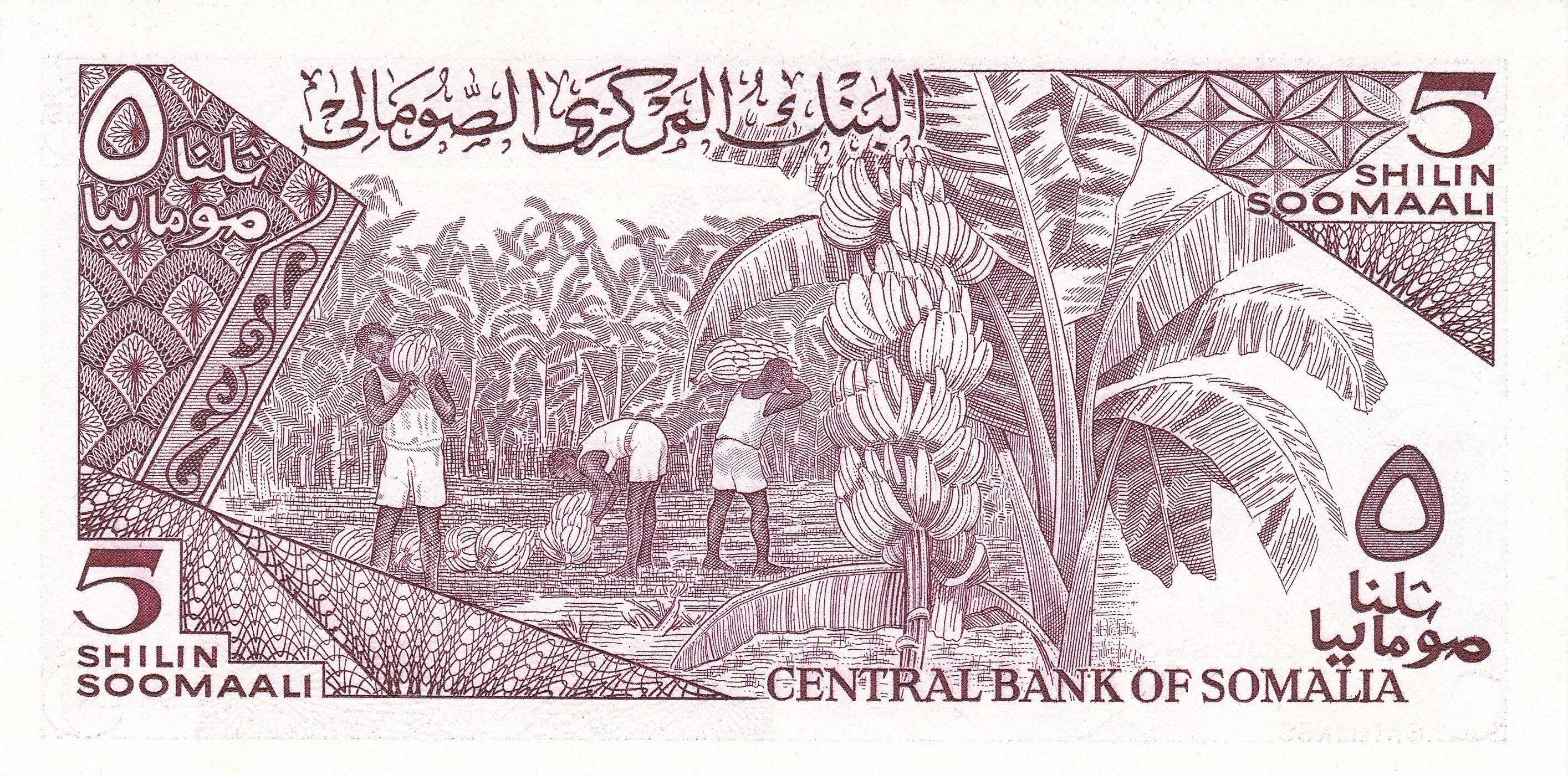 5 Shillings of Soomaaliya (AD 1987) with Cape Buffalo herd/Banana plantation UNC Grade Rare - Image 2