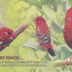 Alternative view of Brazil 500 Aves Dollars - Atlantic Forest Fantasy Polymer Note